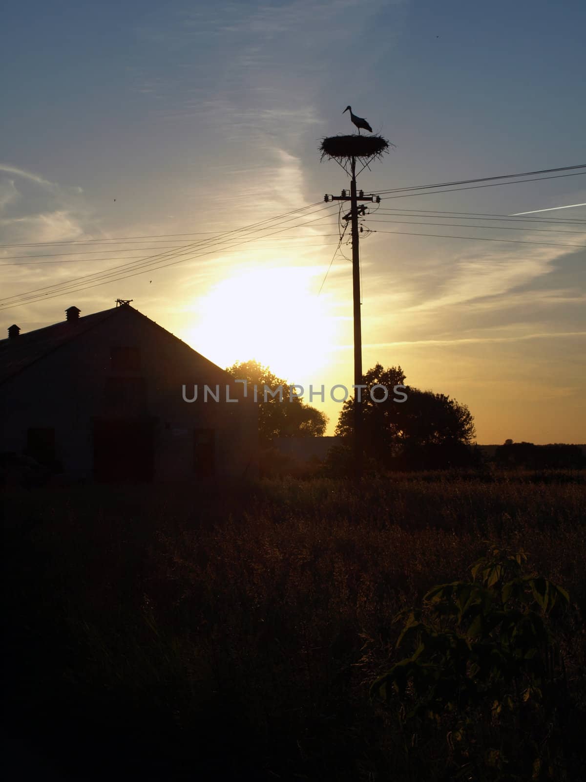 Stork in nest at sunset time.