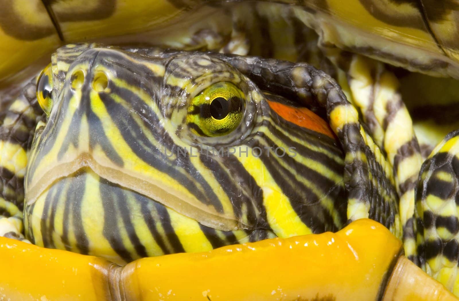 head and face of a turtle - Pseudemys scripta elegans - close up