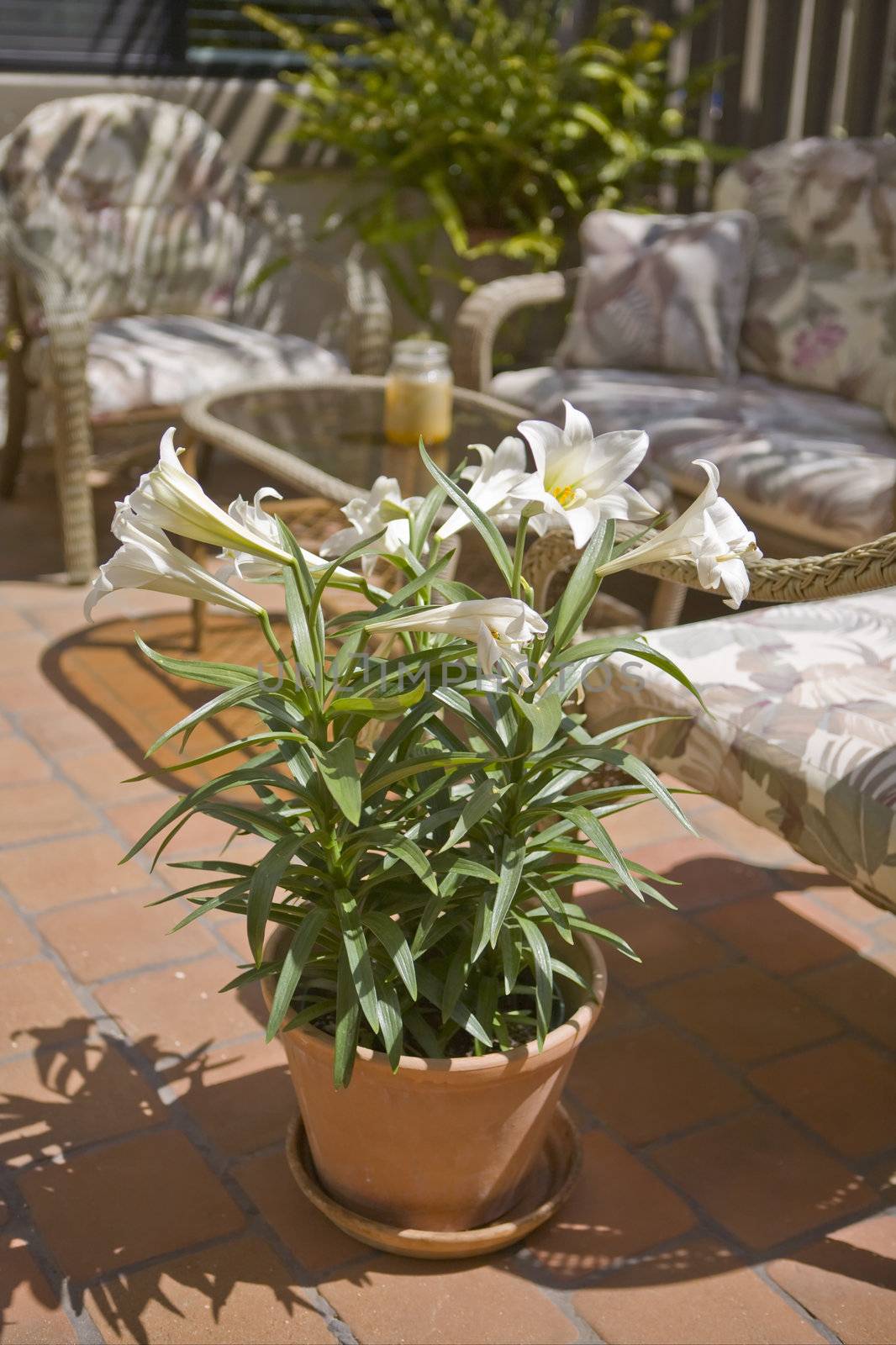 Potted Lily on an Outdoor Patio by KevinPanizza