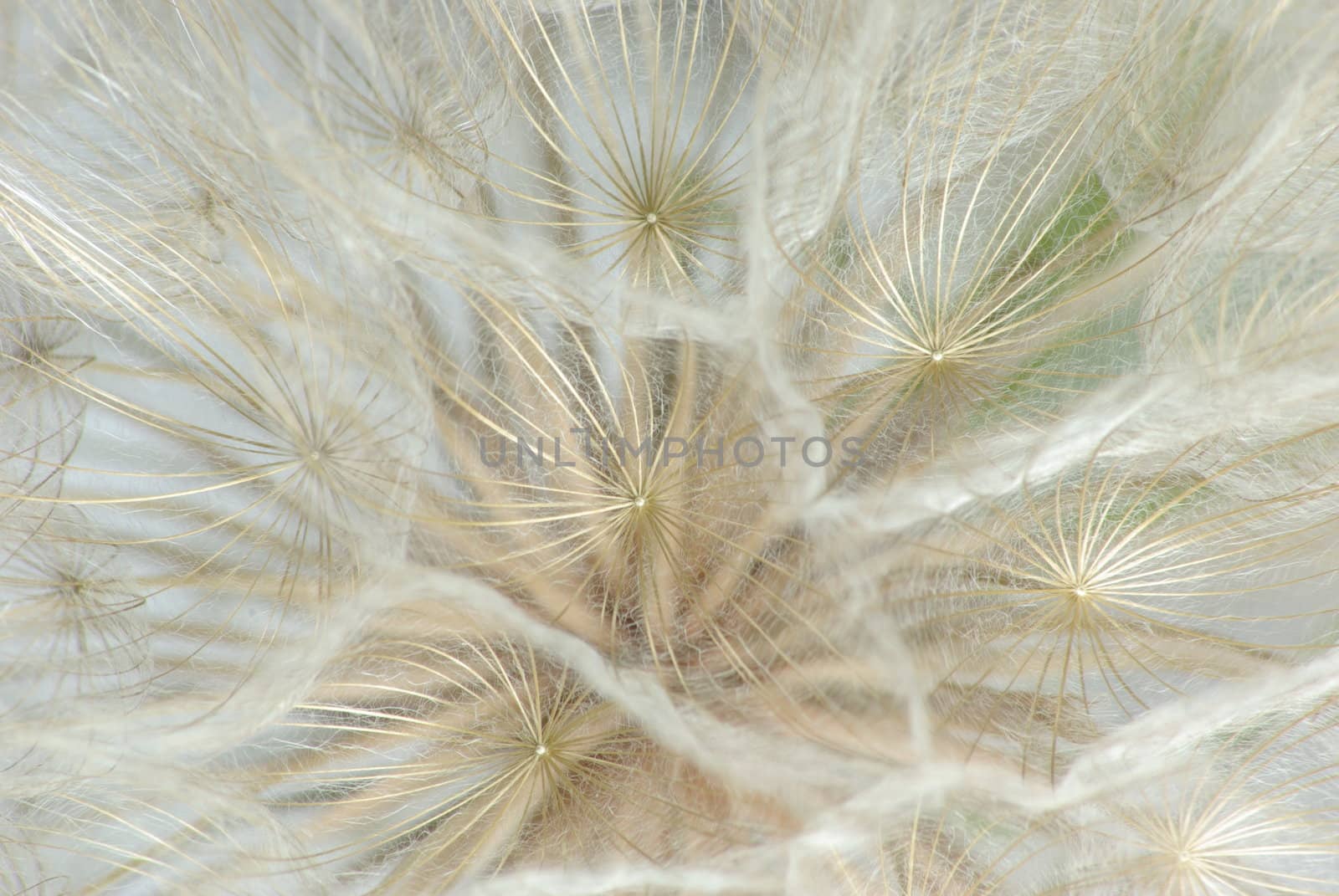 Macro view looking into the seed umbrelas of a Dandelion showing the fine detail.