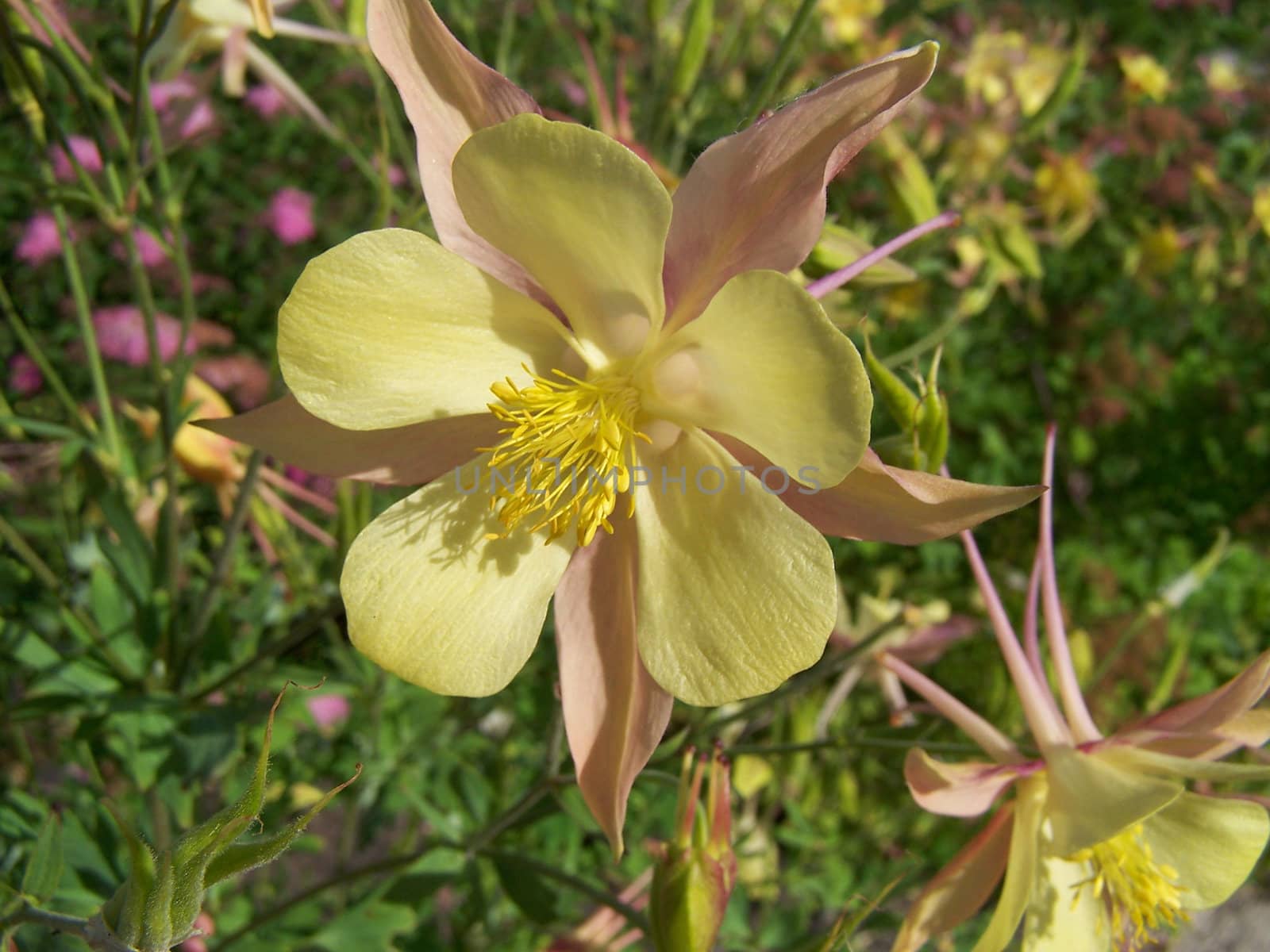 Close up of the pretty yellow summer blossom