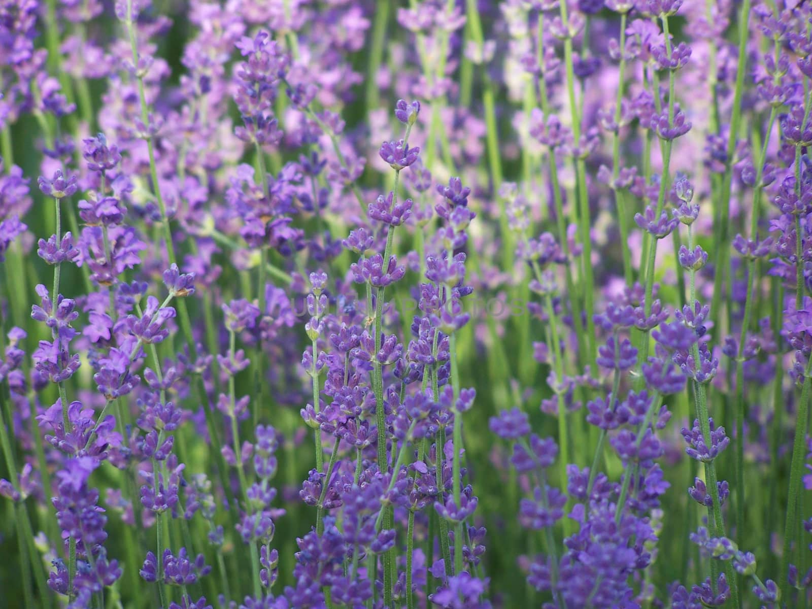 Close up of the lavender summer blossoms.