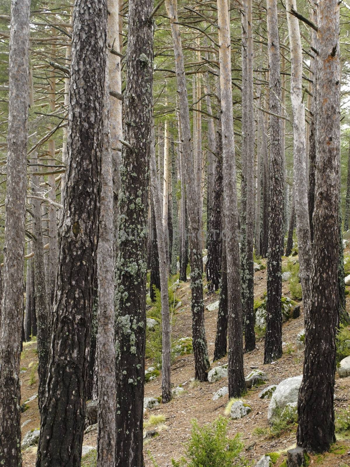 The Pyrenees by cspcsp