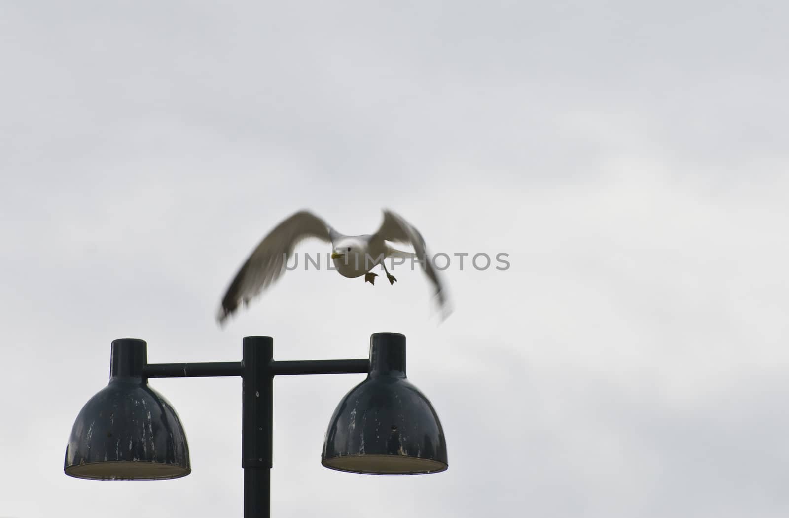 Bird flying 