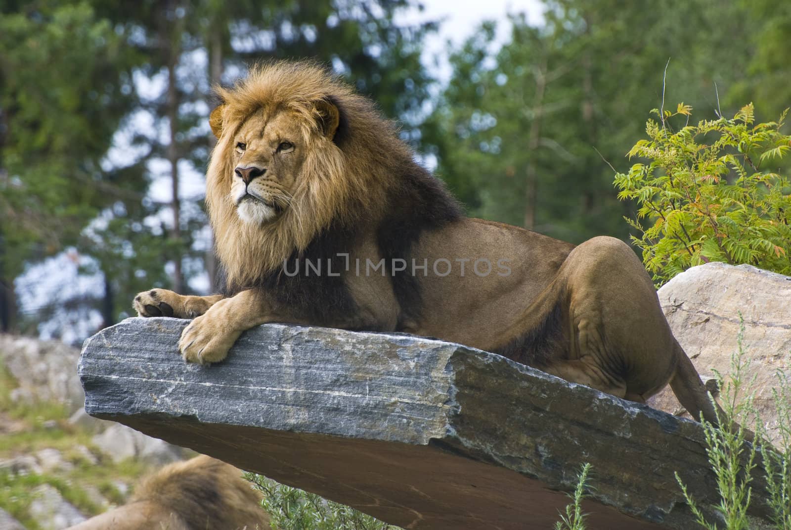 Lion laying down