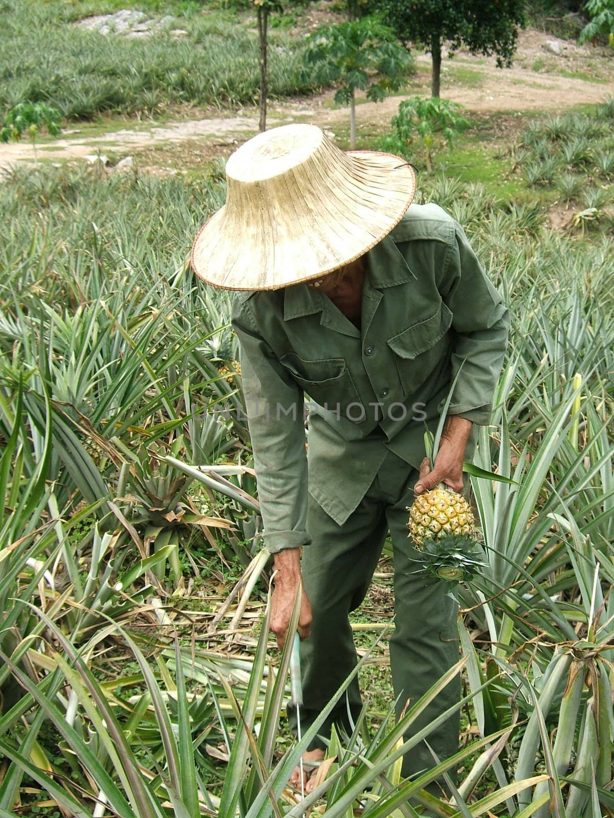 Man at work in pineapple field by gautier