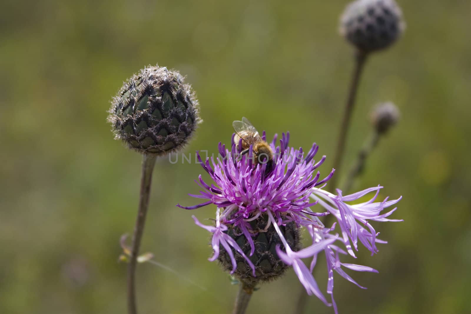 bee to flower