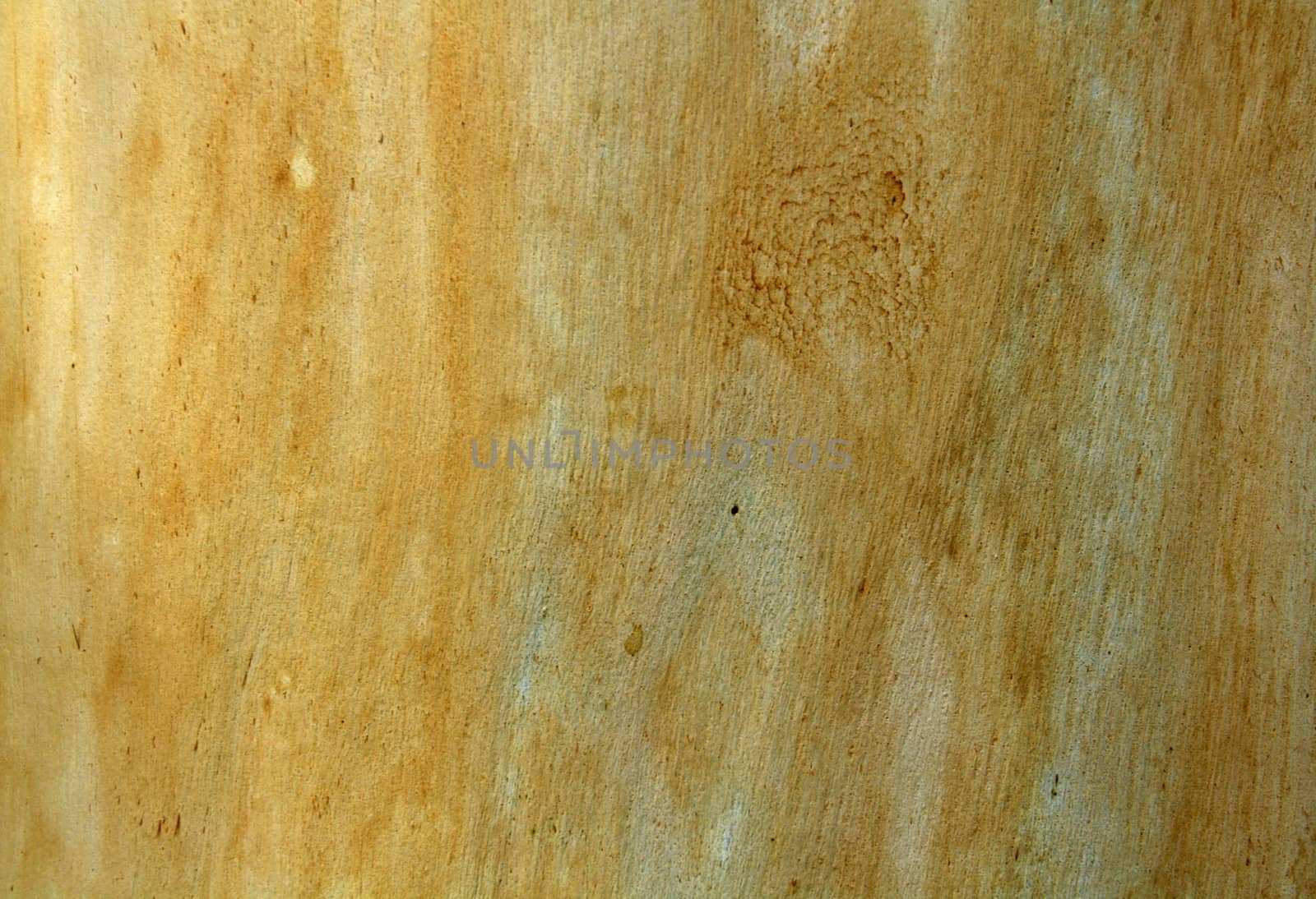 texture of Eucalyptus wood surface