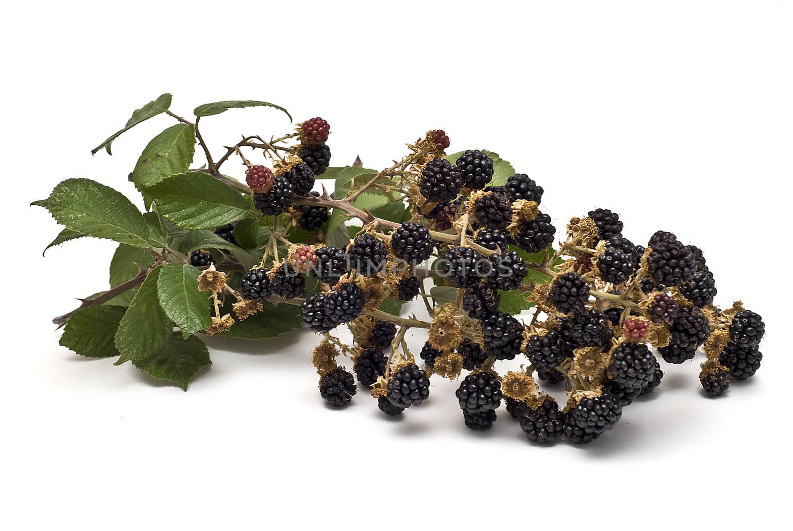 Blackberries isolated on a white background.