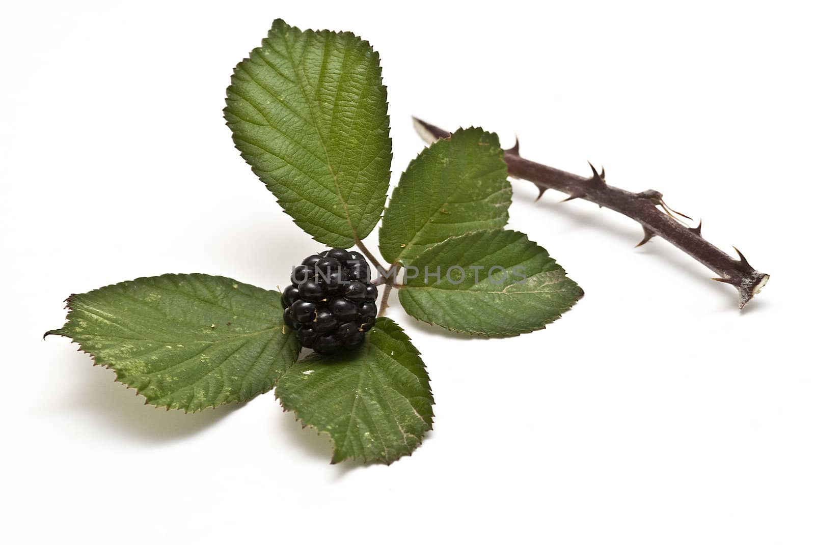 Blackberries isolated on a white background.