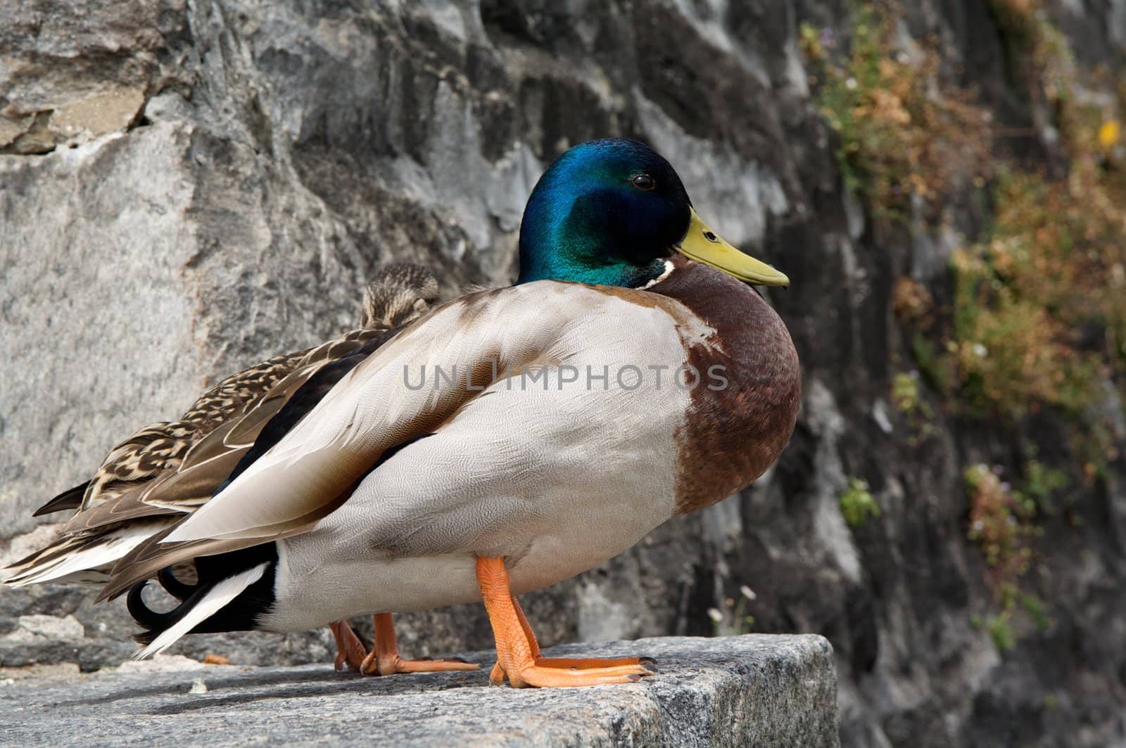 Mallard