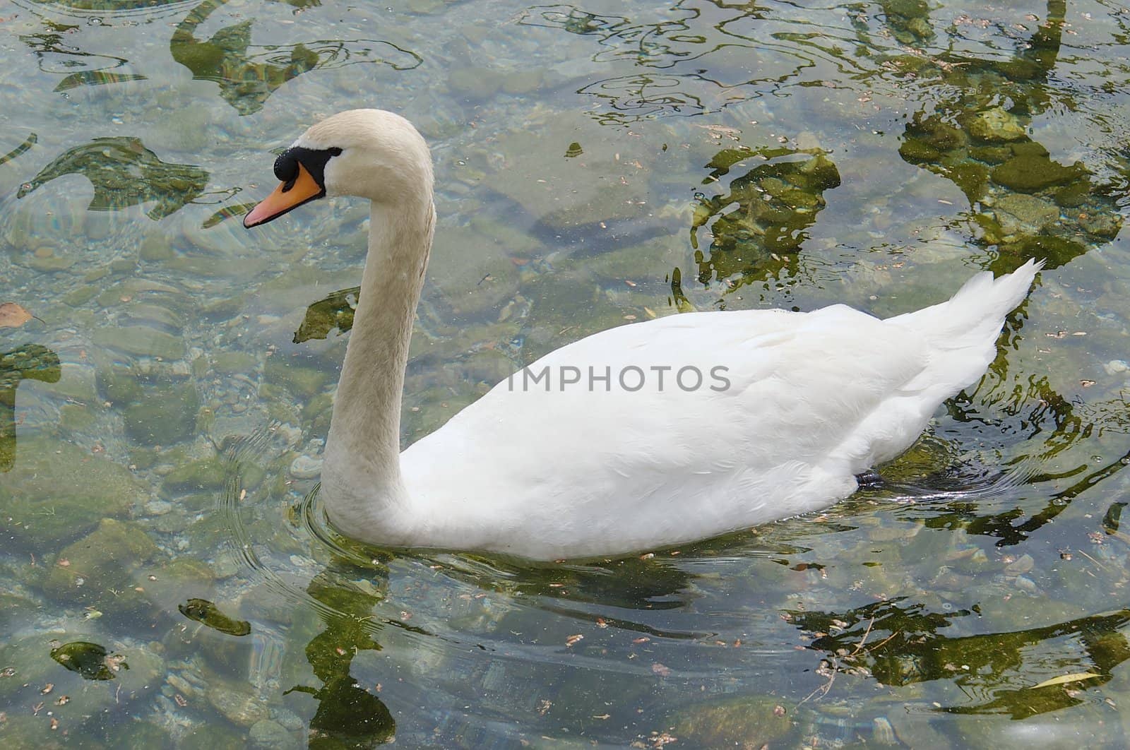 Mute Swans (Cygnus olor)