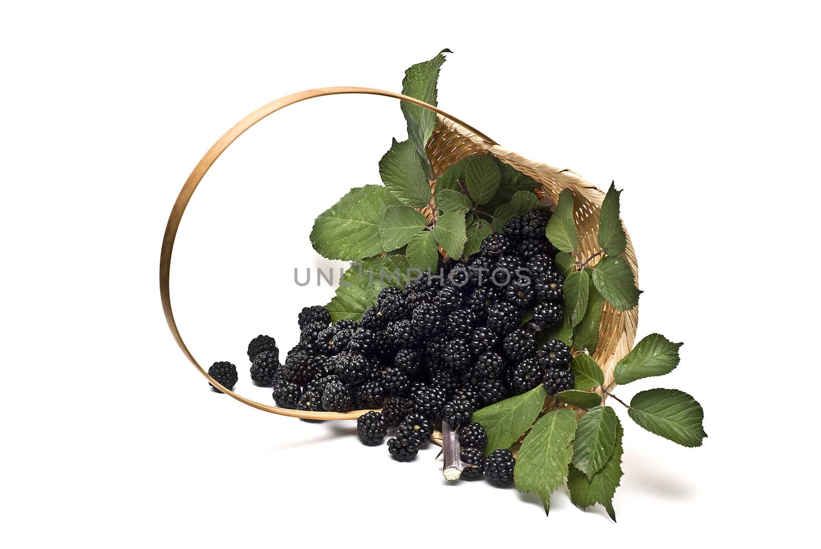 Blackberries isolated on a white background.