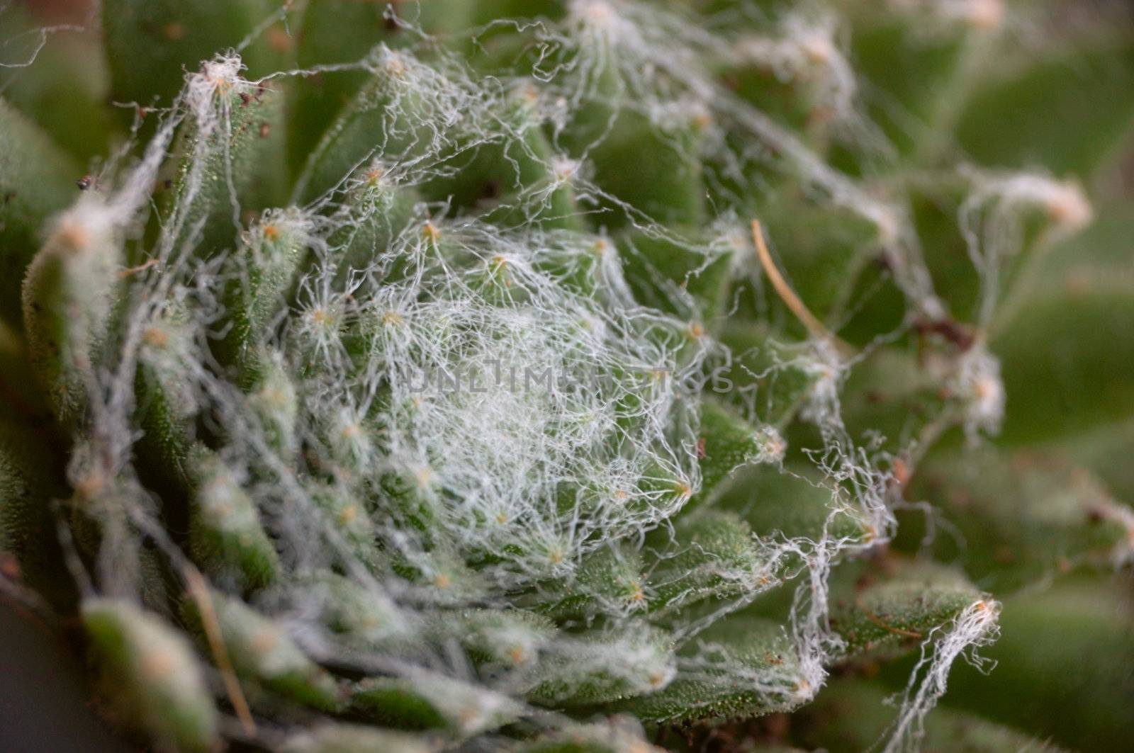 macro pattern of cactus