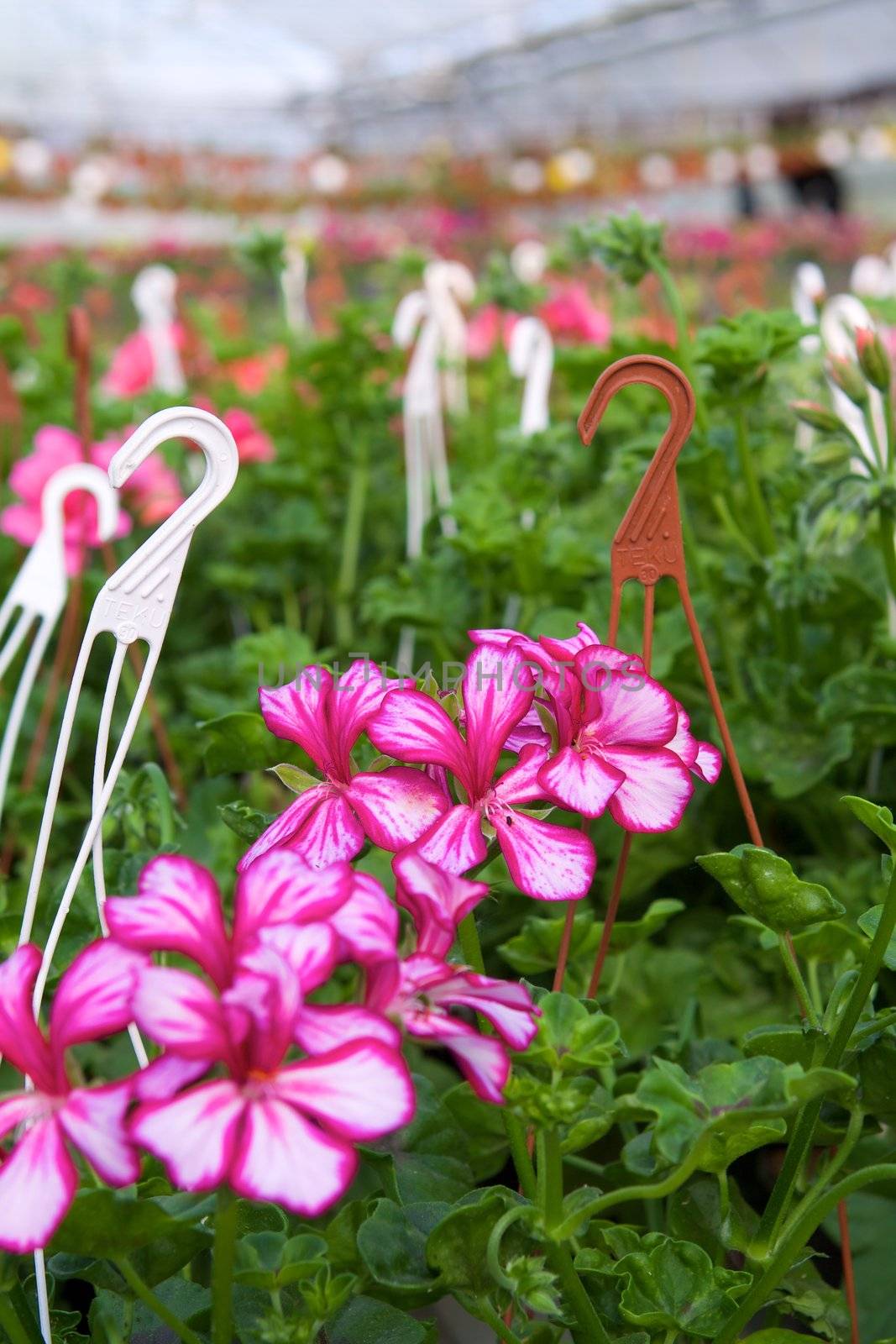 Glasshouse with pelargoniums