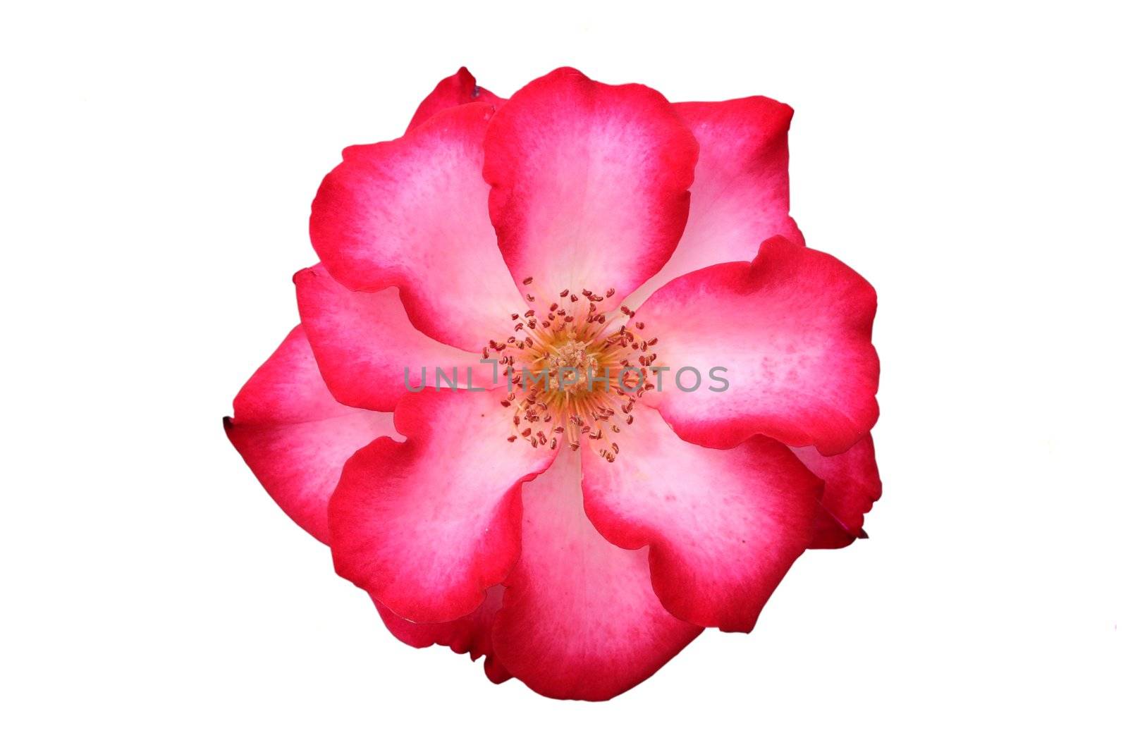 Beautiful red and white rose, isolated, named Betty Boop