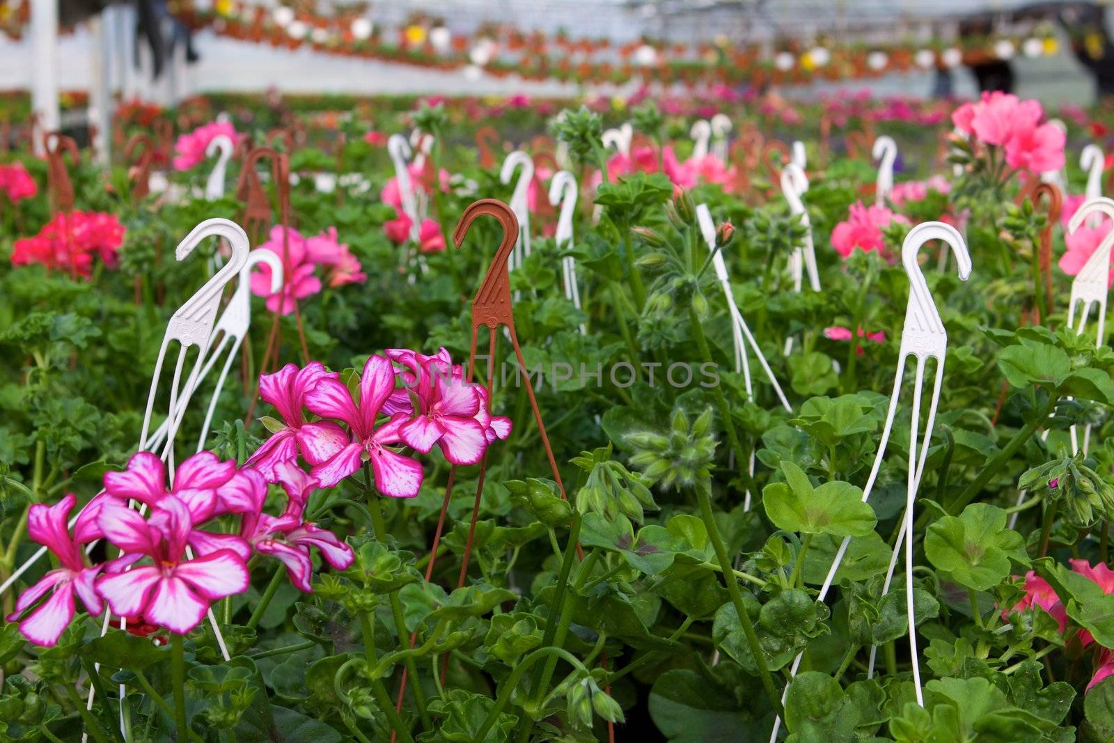 Glasshouse with pelargoniums