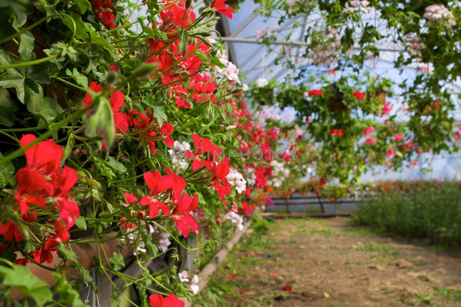 Glasshouse with pelargoniums