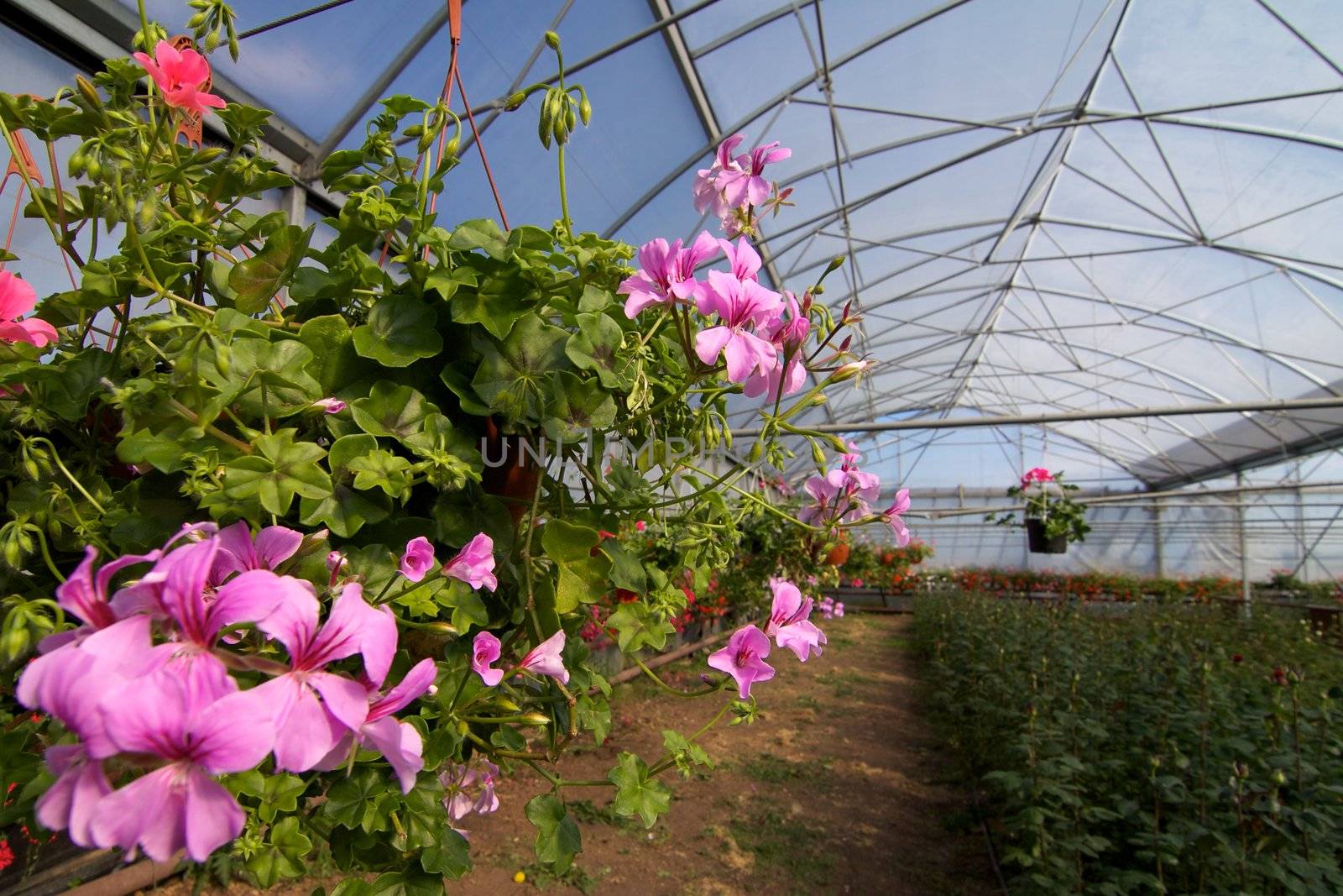 Glasshouse with pelargoniums