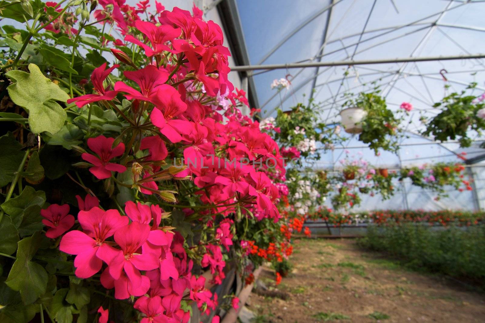 Glasshouse with pelargoniums