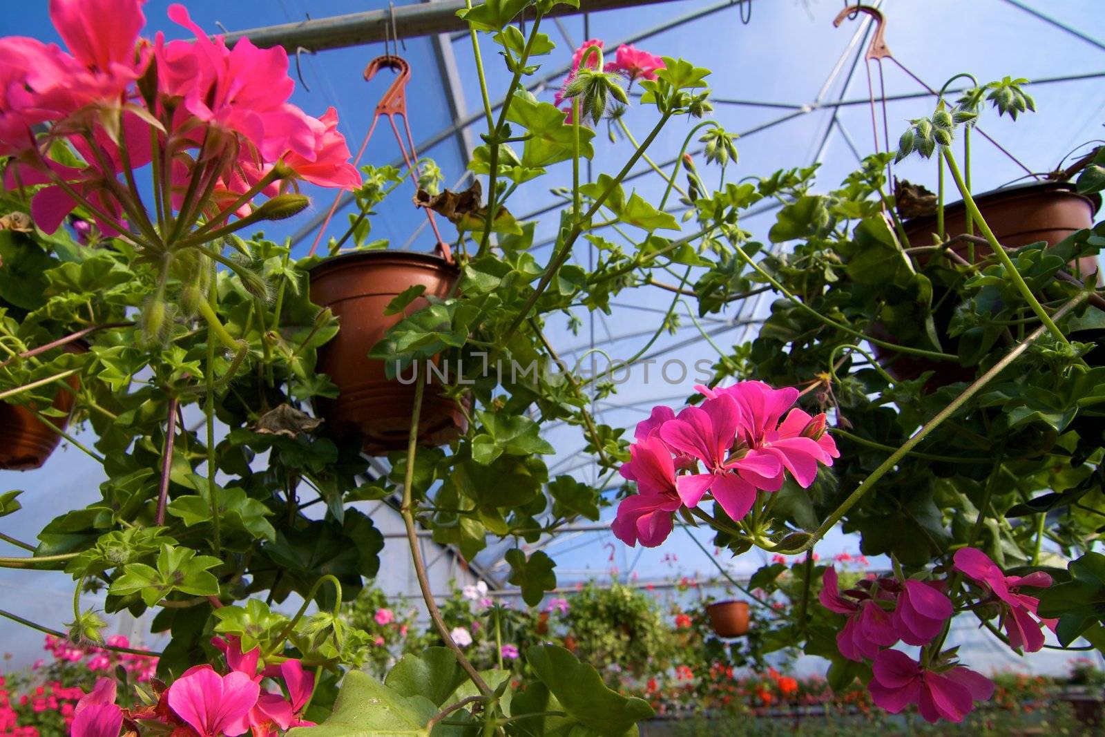 Glasshouse with pelargoniums