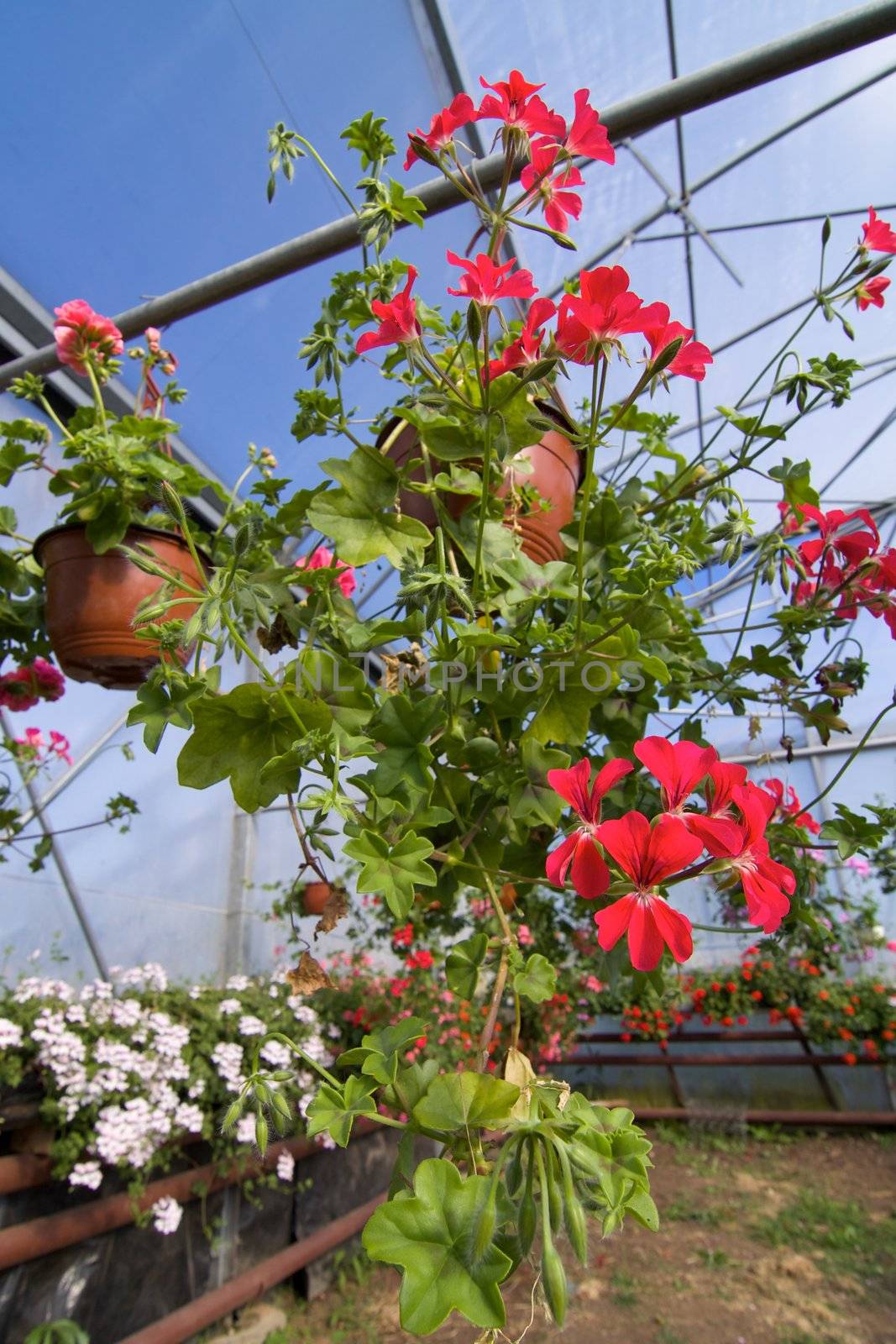 Glasshouse with pelargoniums