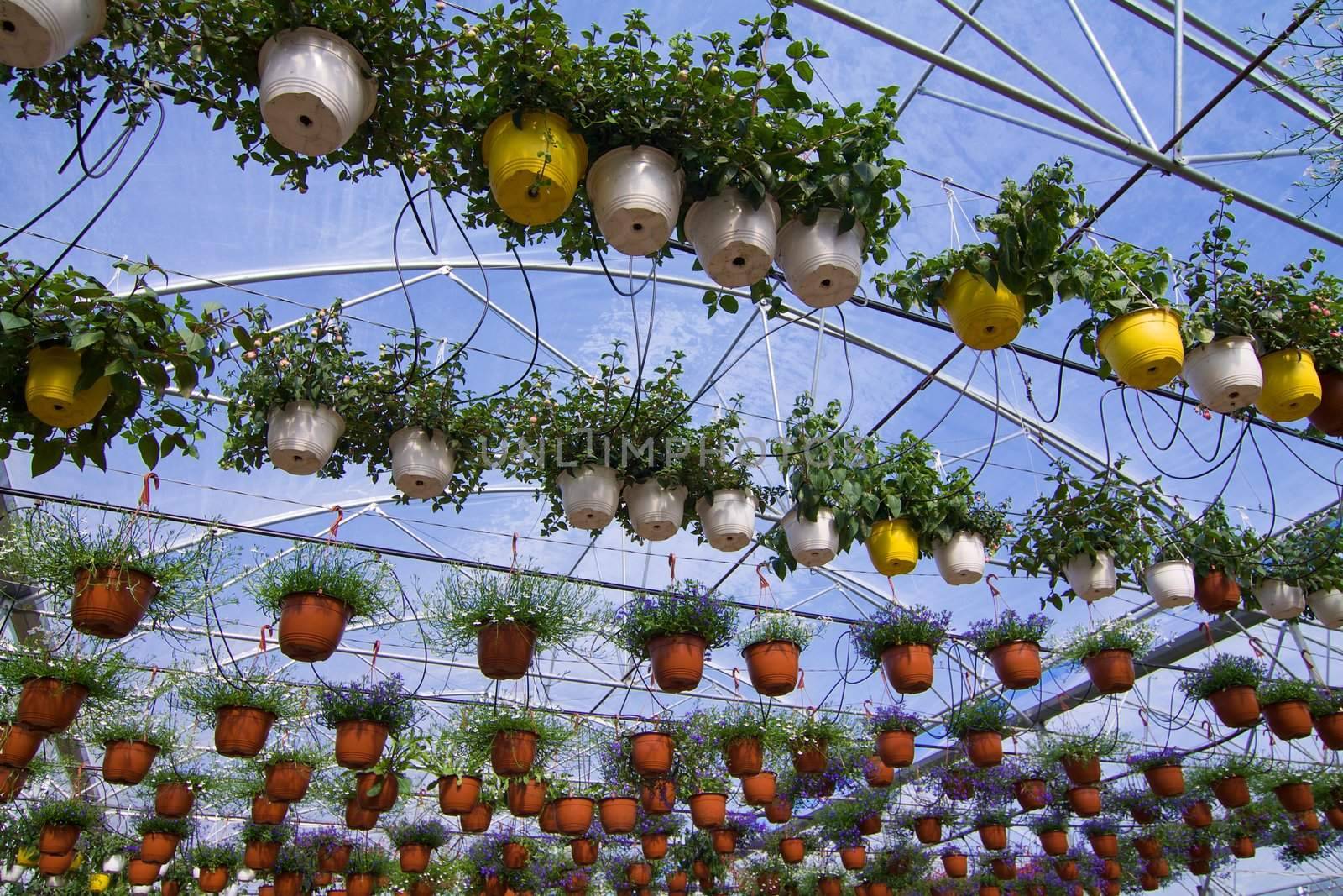 Glasshouse with flowers