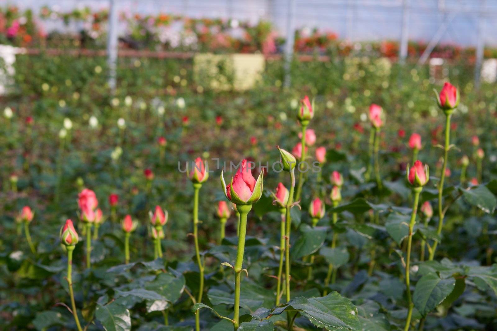 Glasshouse with roses