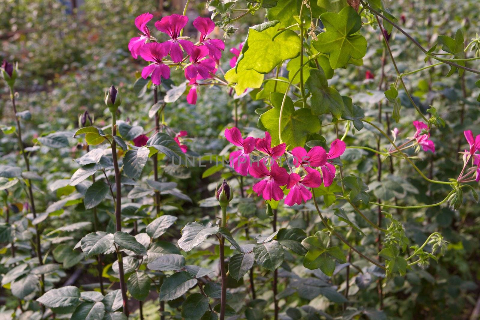 Glasshouse with flowers