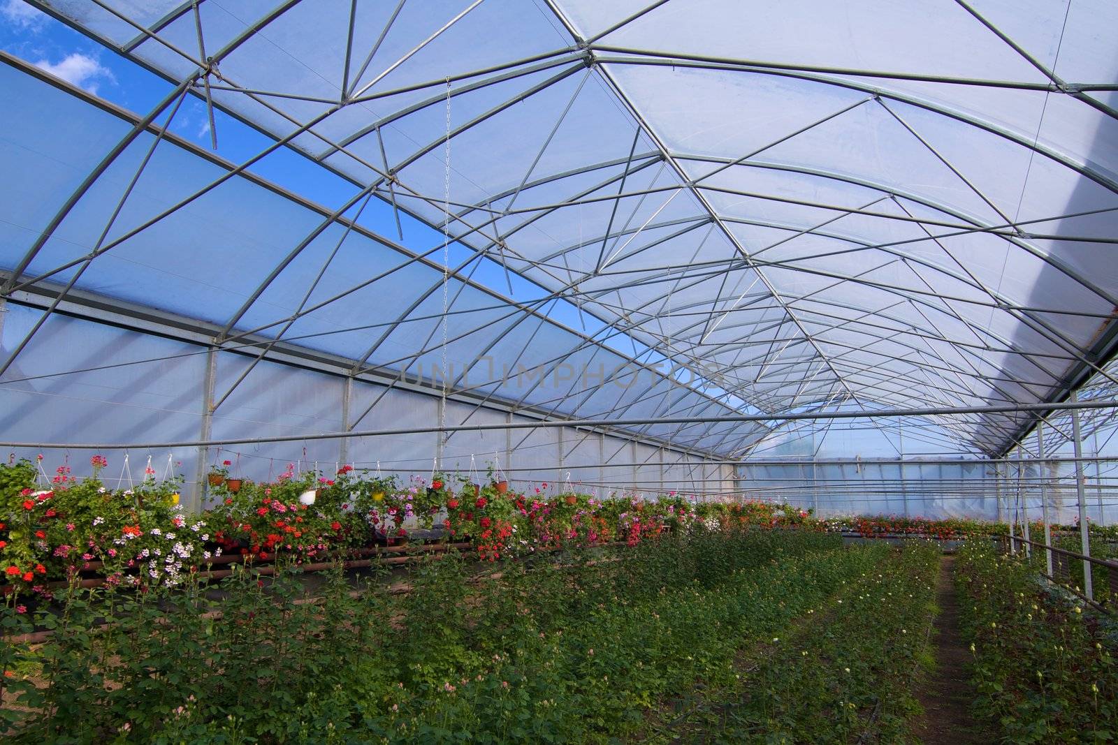 Glasshouse with flowers