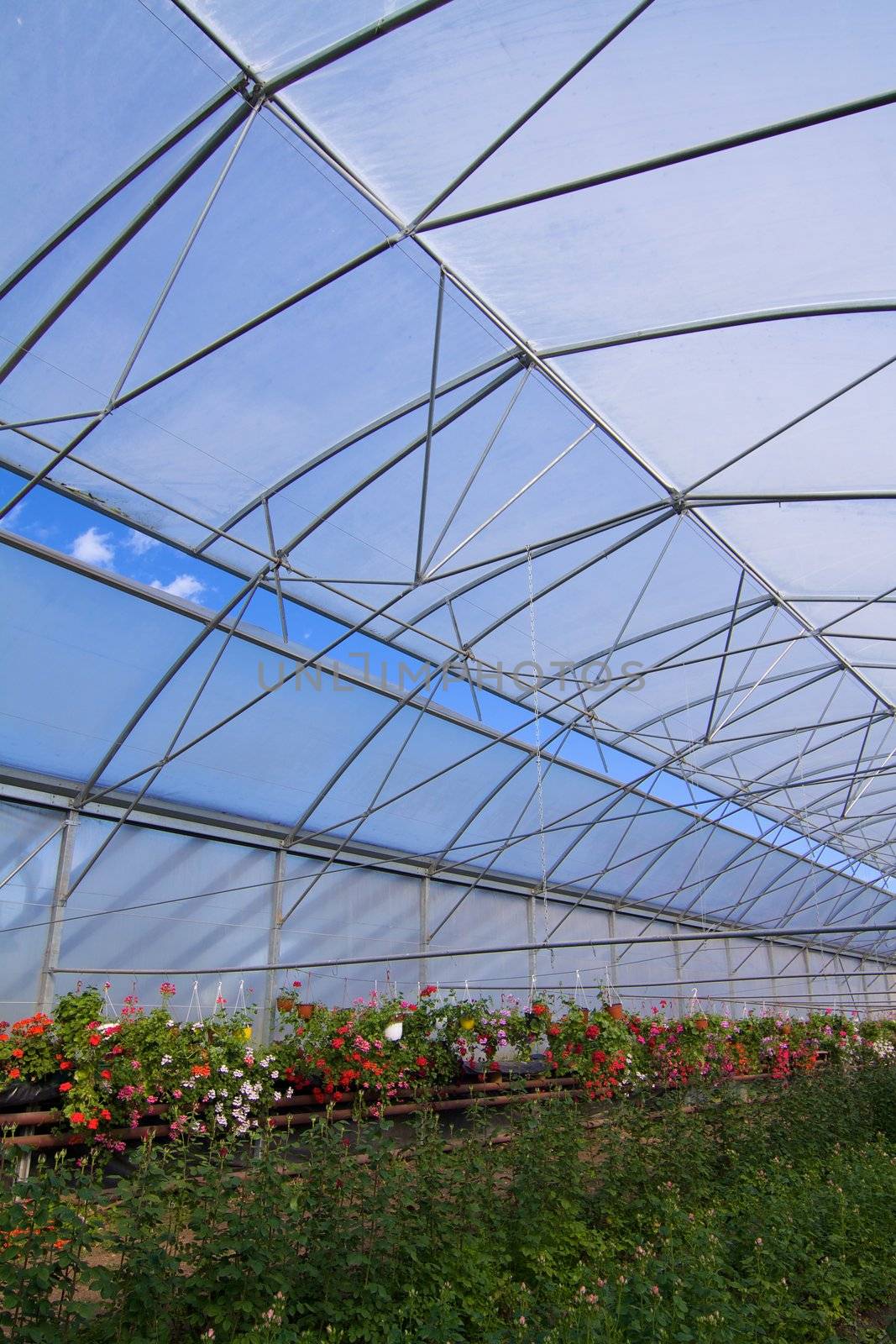 Glasshouse with flowers