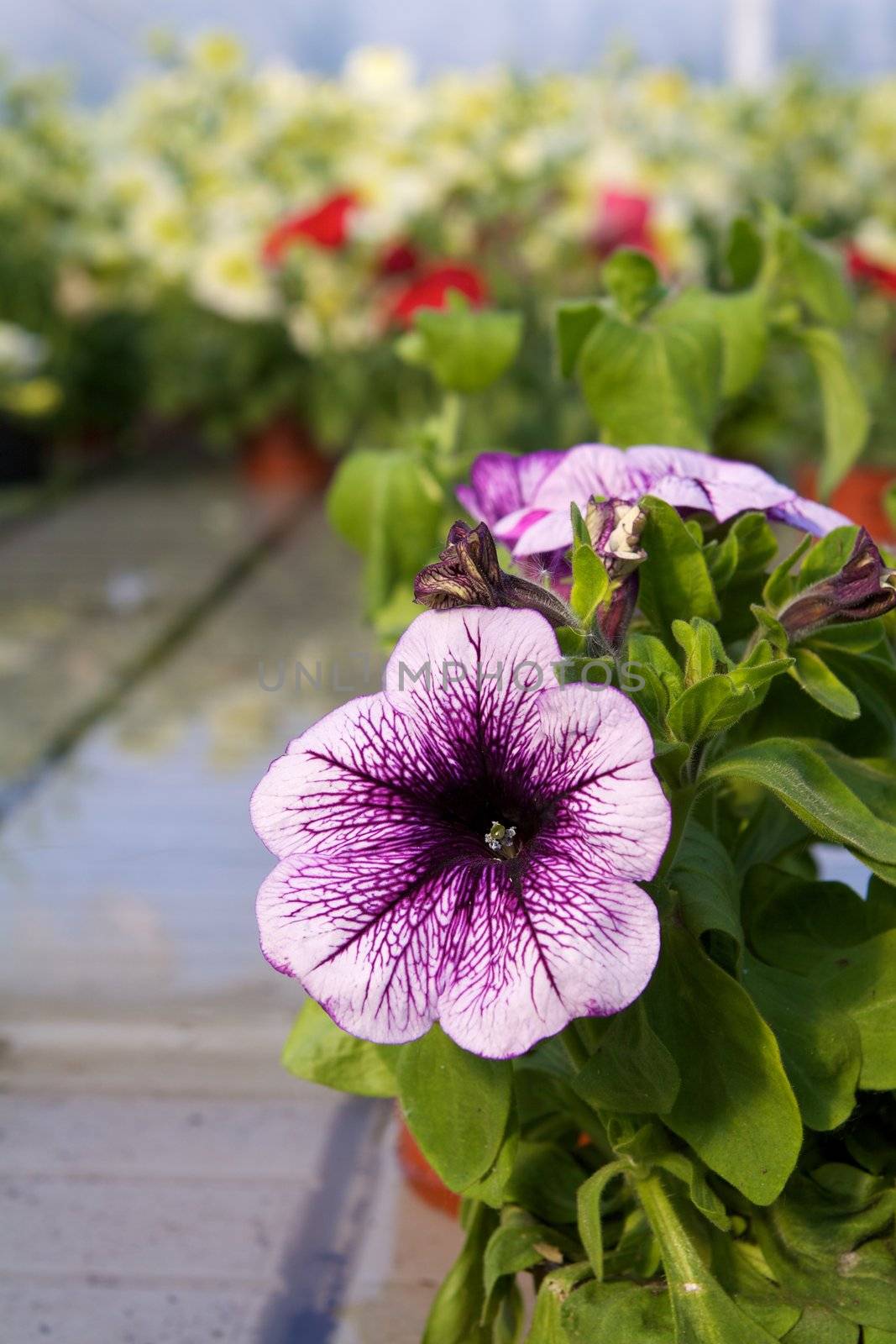 Glasshouse with flowers