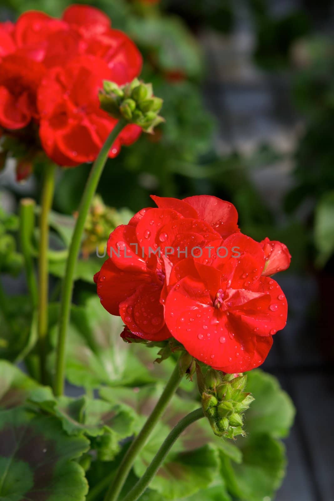 Red pelargonium ring