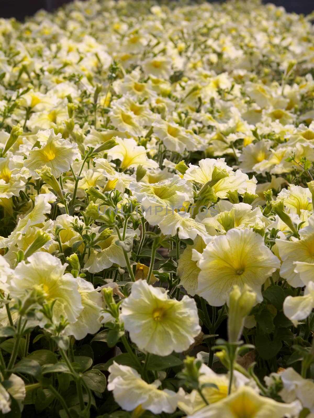 Yellow petunia