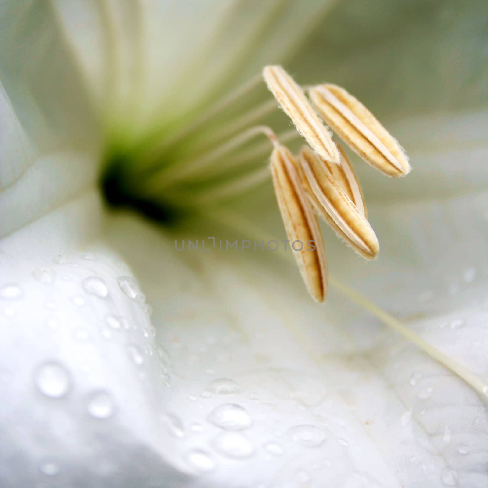 White madonna lily 2. Macro view.