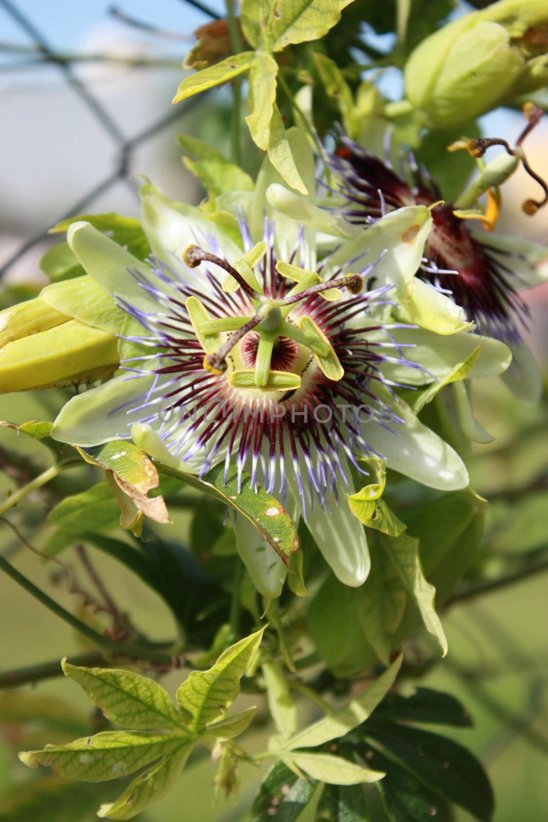 Passionflower in the plant