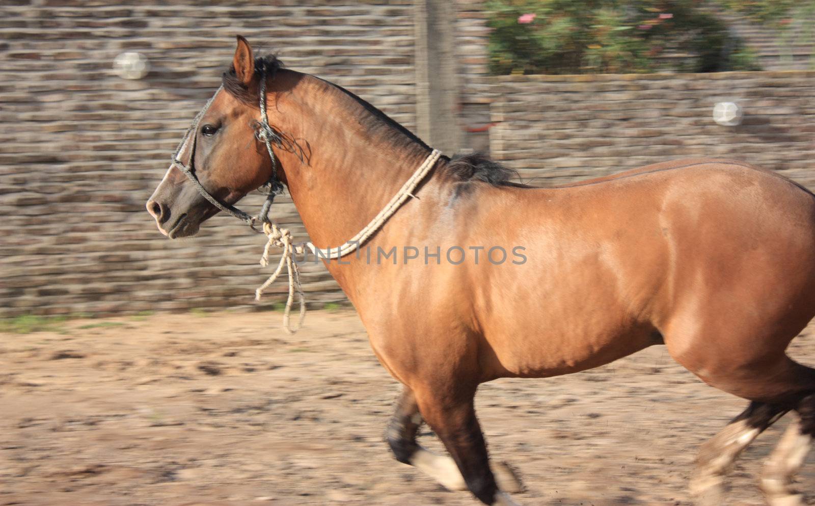 Chestnut Horse in motion by Flaps