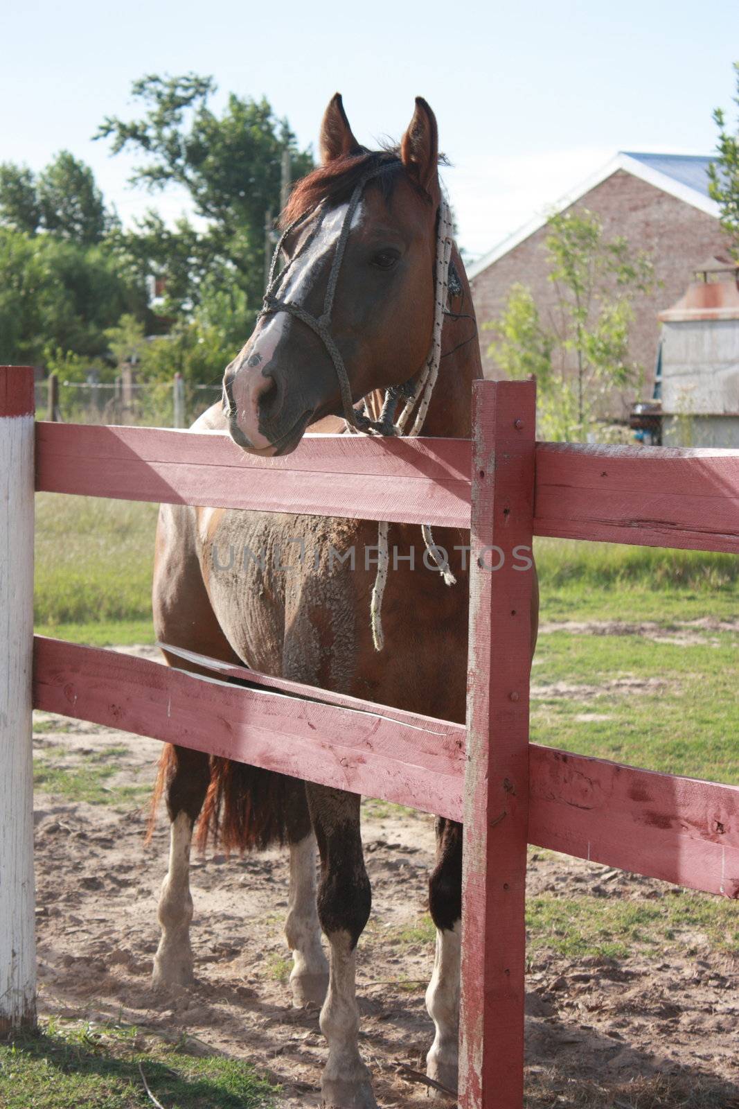 Chestnut horse behind fence