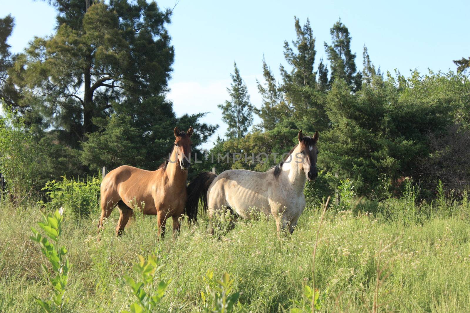 Brown and white horses in nature, staring