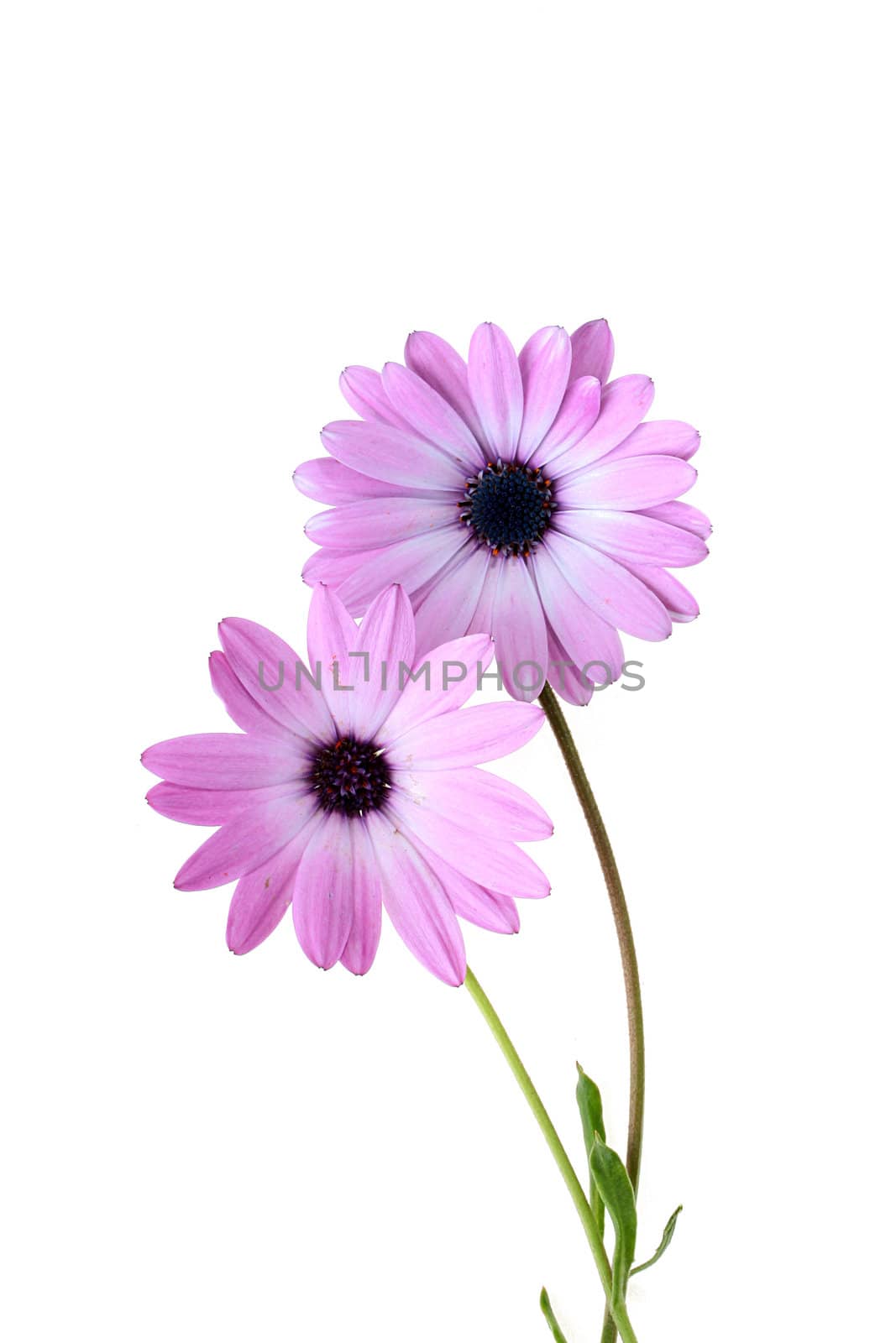 Decorative camomile with pink petals on a white background.