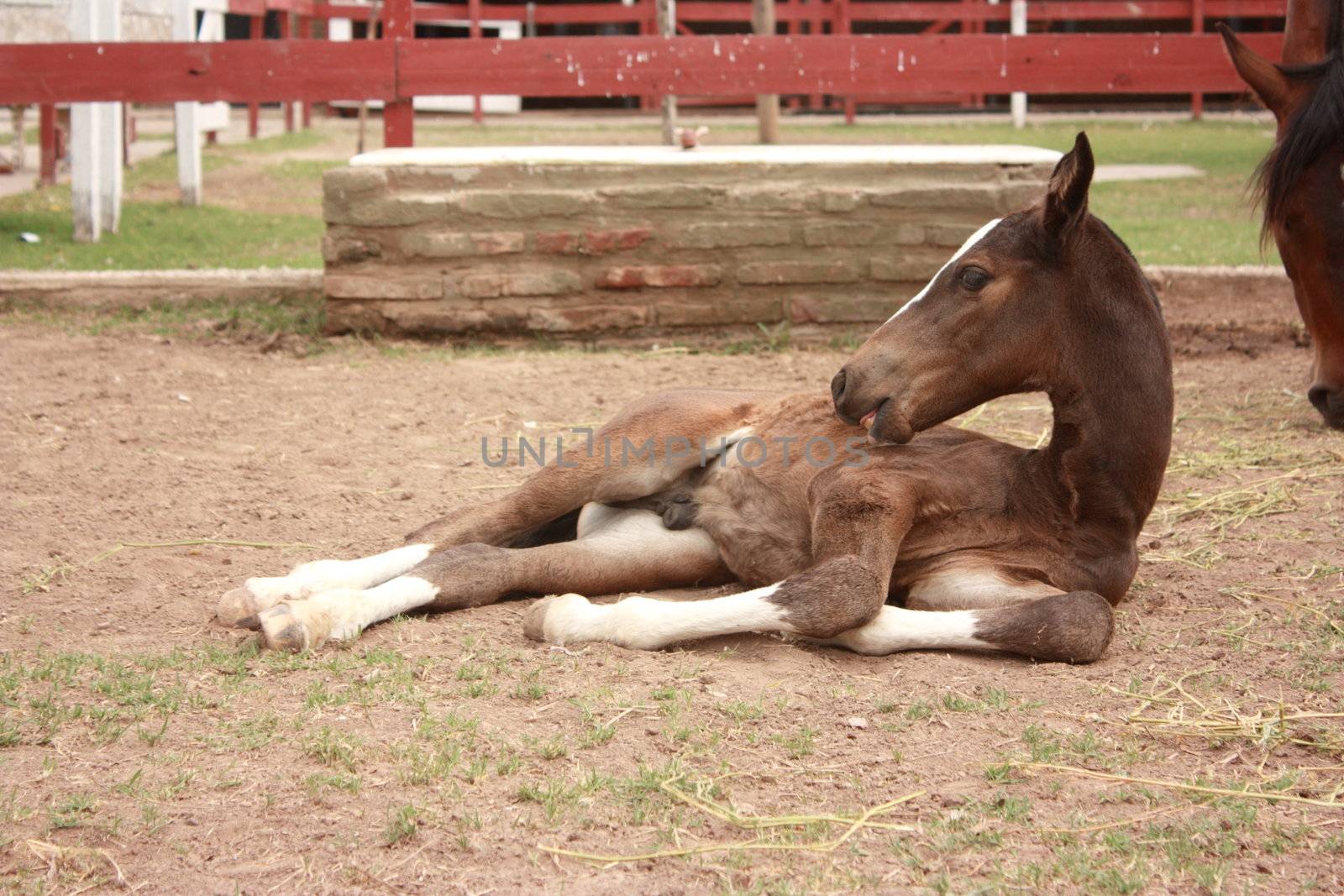 Young brown foal laying down