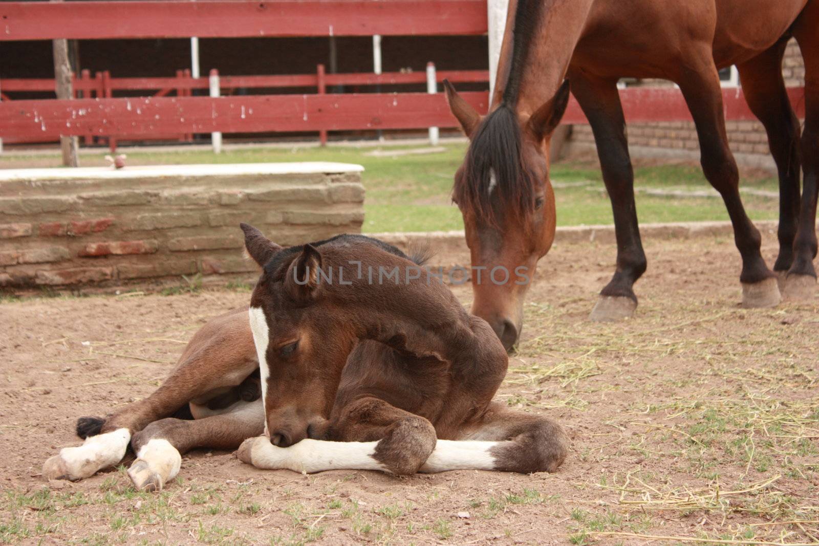 Young brown foal laying down - mother behind