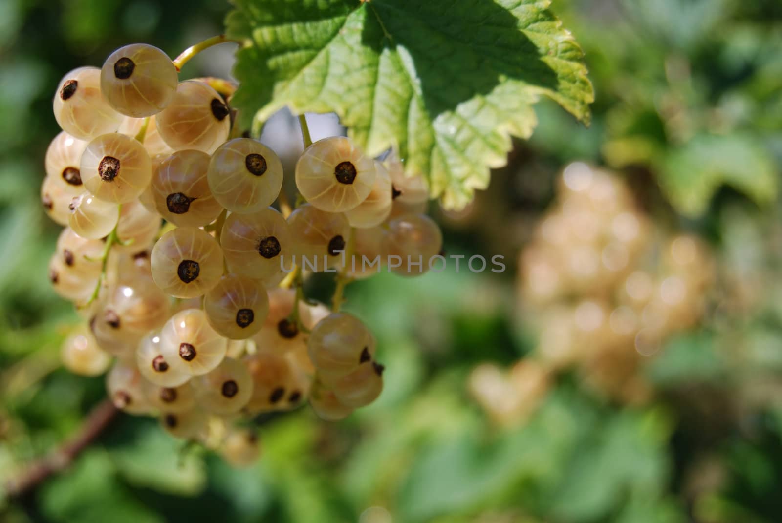 closeup of yellow currants with shallow depth