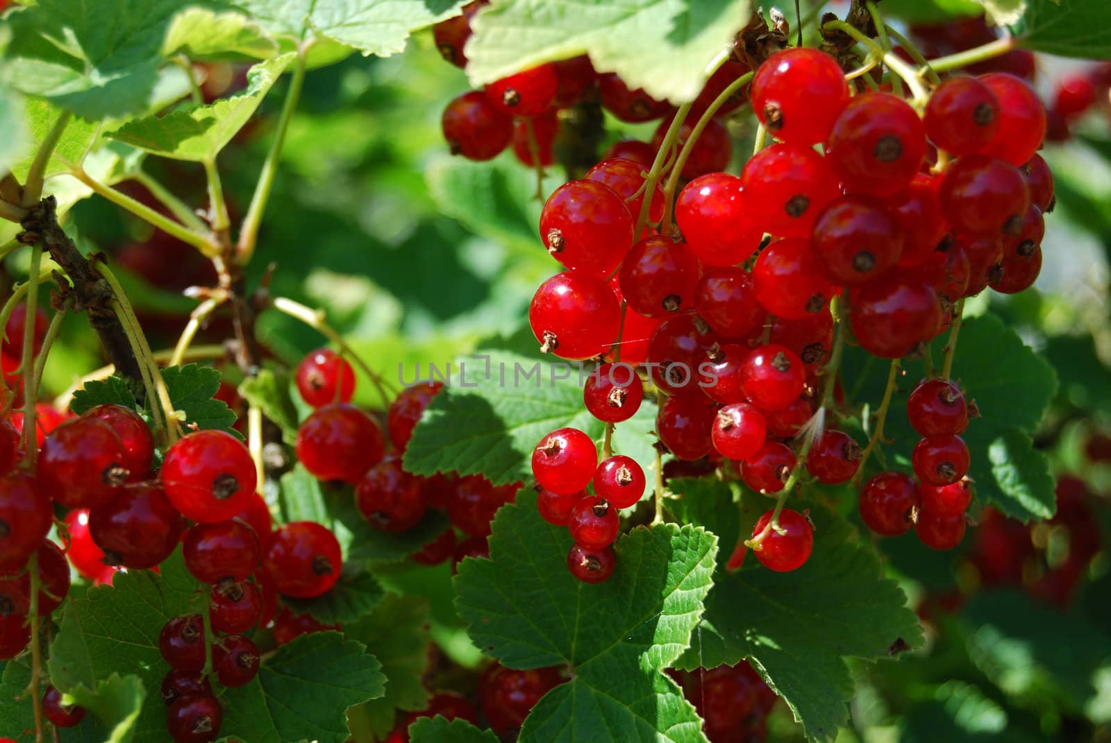 closeup of red currants with shallow depth