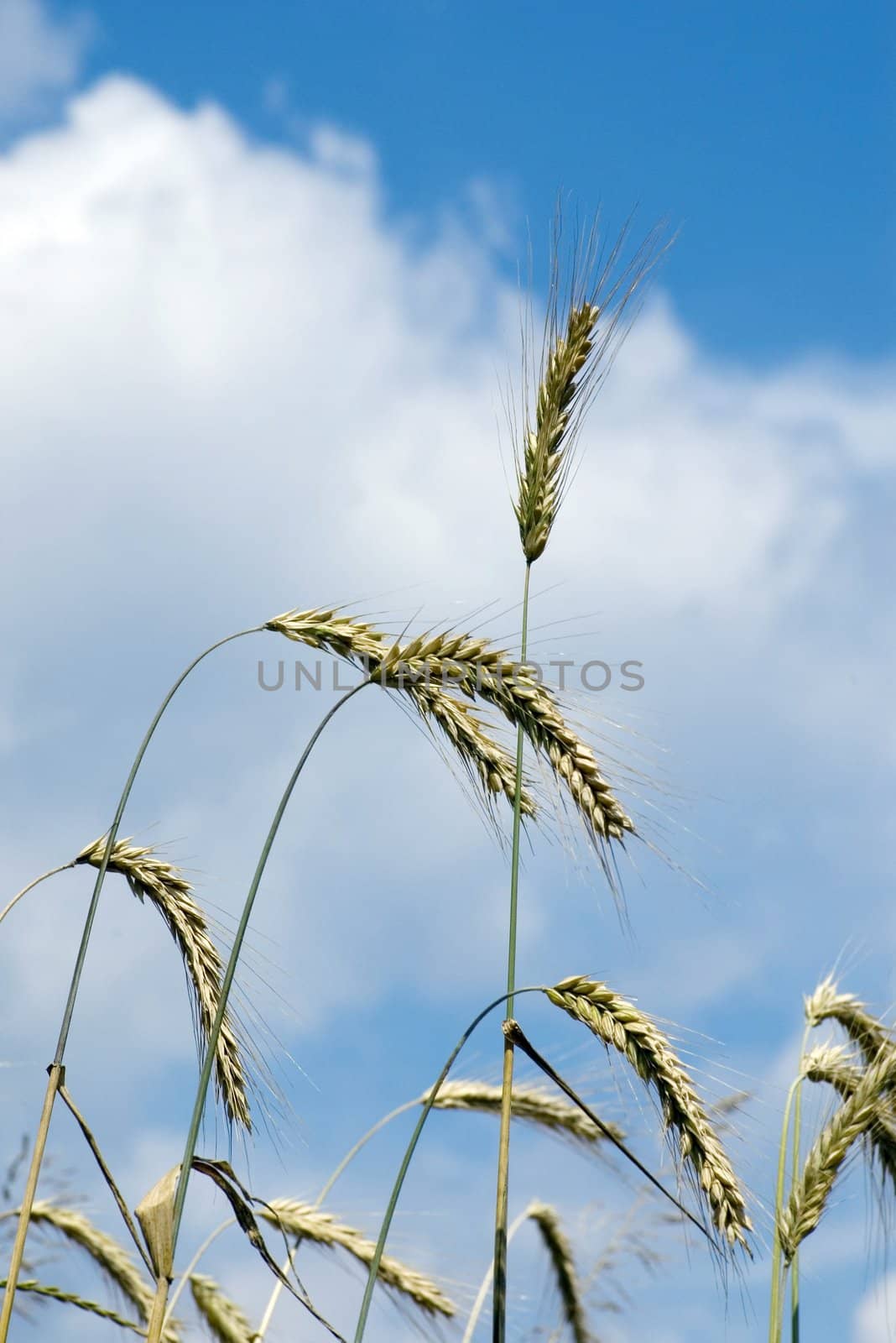 Yellow wheat ears against blue sky with clouds

