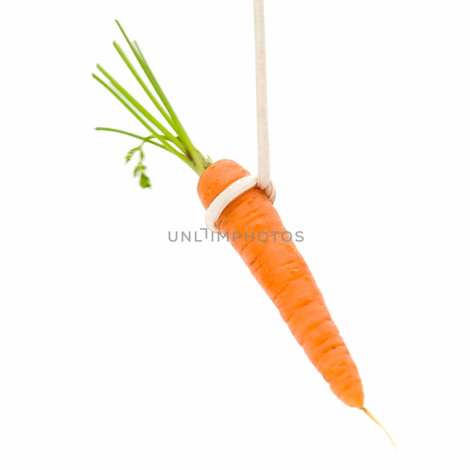 Bait. Small carrot on a white background.