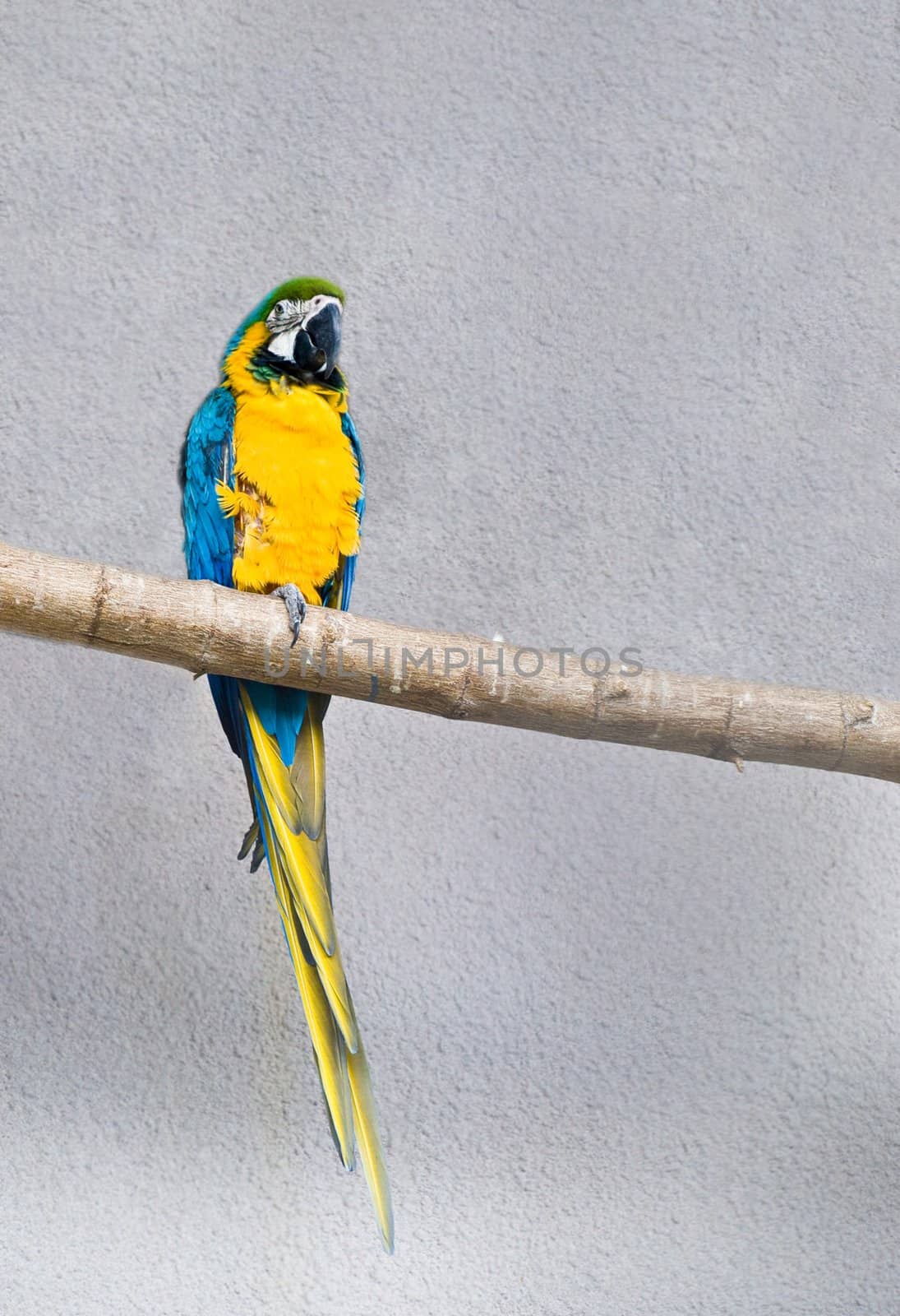 Blue-and-yellow Macaw (Ara ararauna) by mckryak