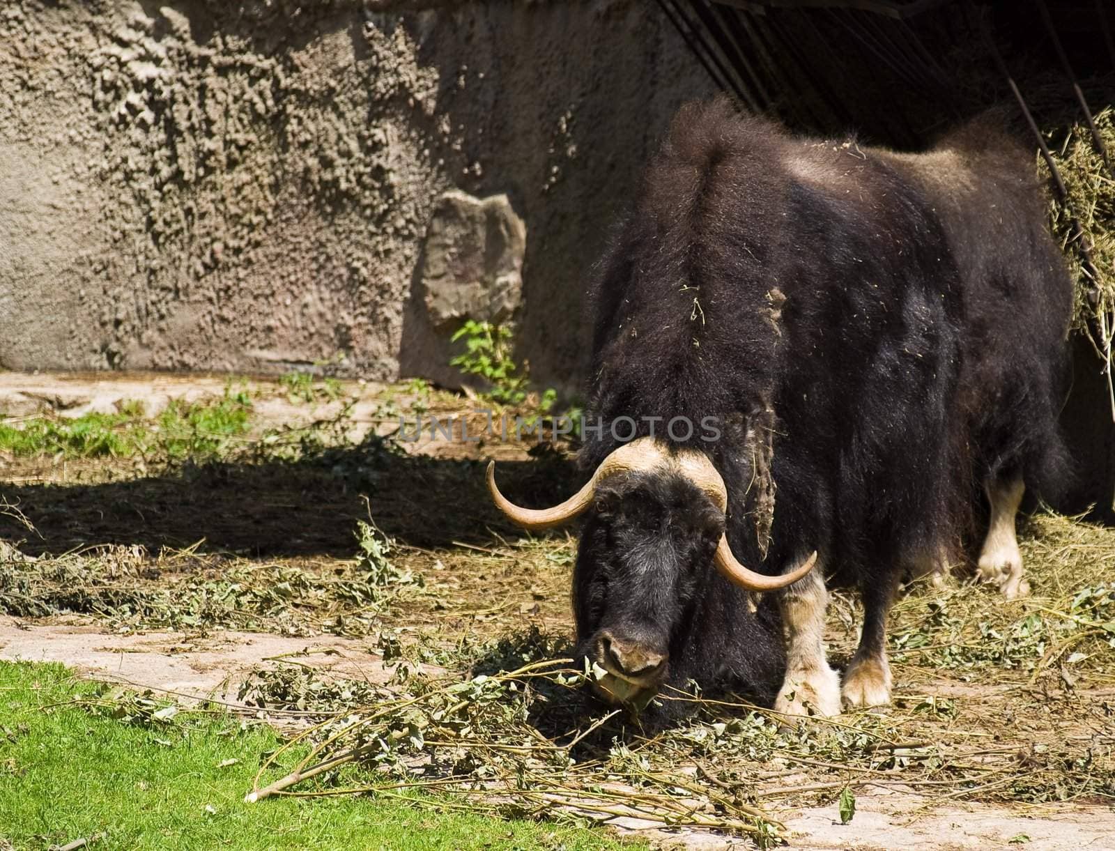Muskox (Ovibos moschatus)