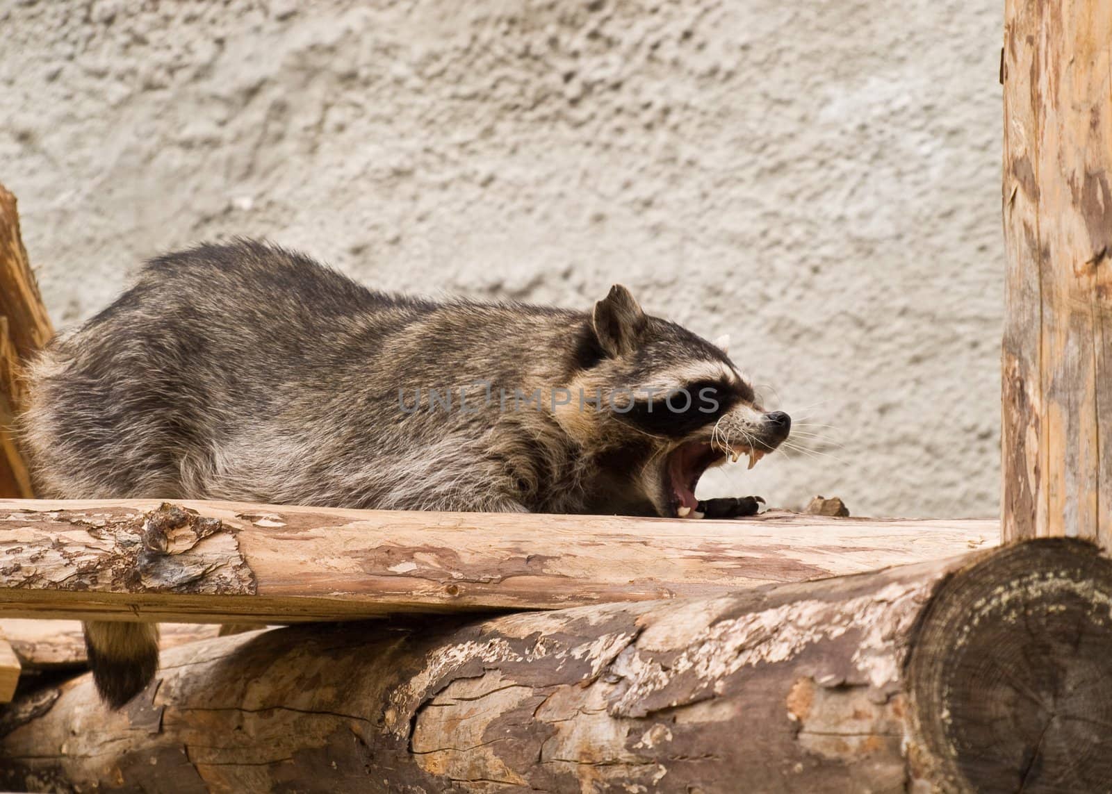 Raccoon with open Jaws