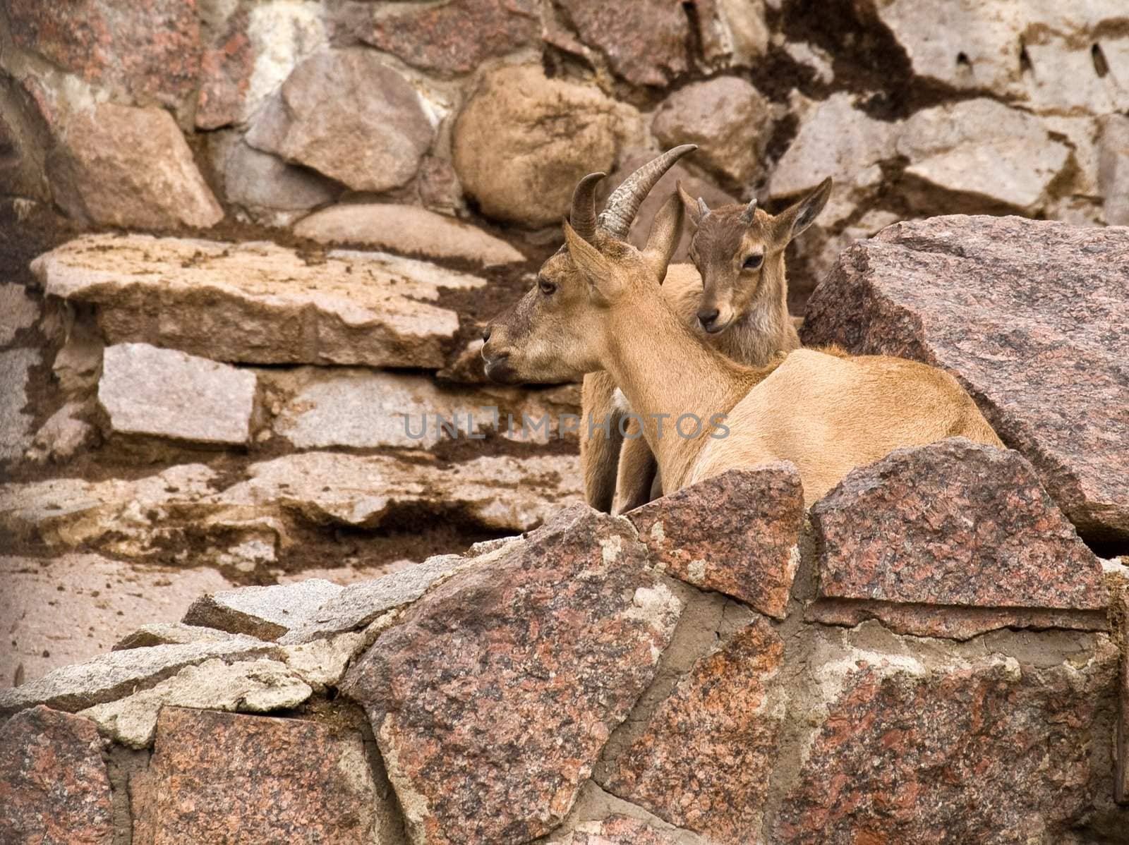East Caucasian Ibex with a Kid